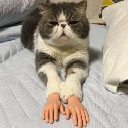 cat-prosthetic-human-hands-1.jpg